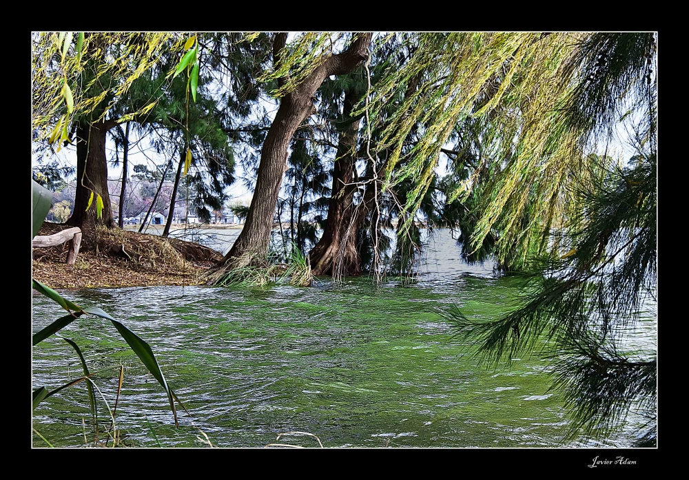 "Los verdes de la laguna" de Javier Adam