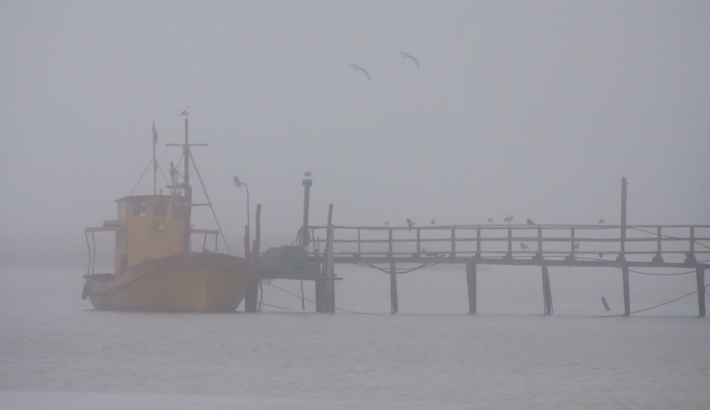 "niebla en el puerto" de Edith Polverini