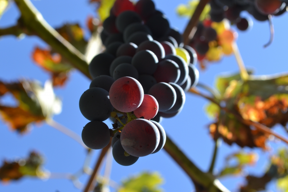 "futuro malbec" de Gerardo Defendente