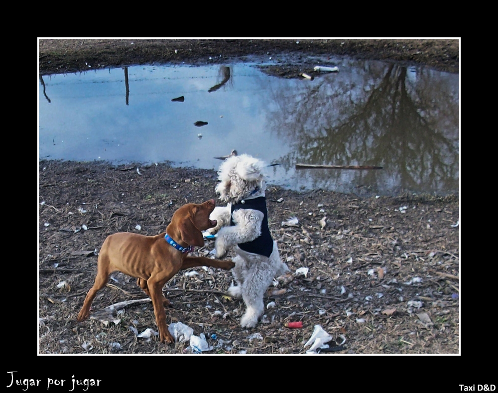 "Jugar por jugar" de Daniel Prez Kchmeister