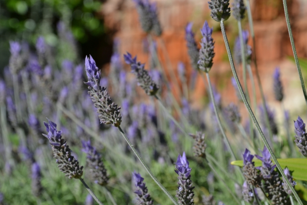 "Lavanda" de Luciano Rodriguez