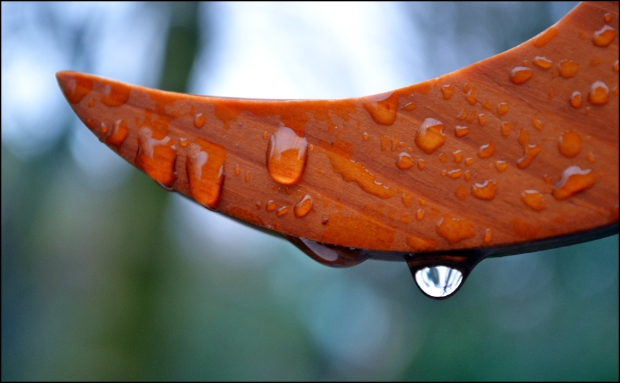 "Despues de la lluvia" de Andres Mancuso