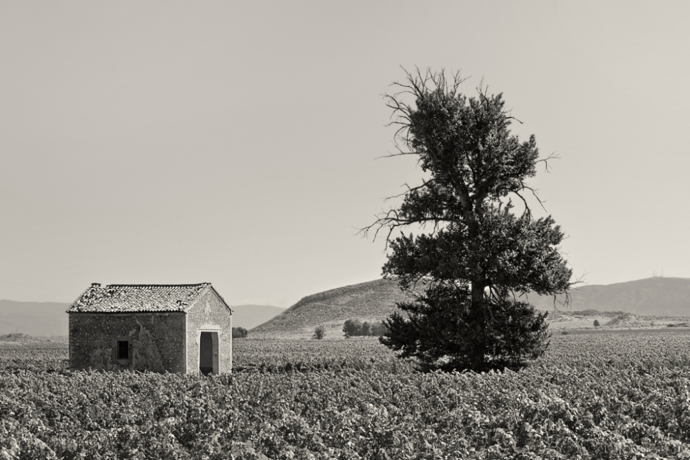 "Caseta y rbol" de Francisco Jos Cerd Ortiz