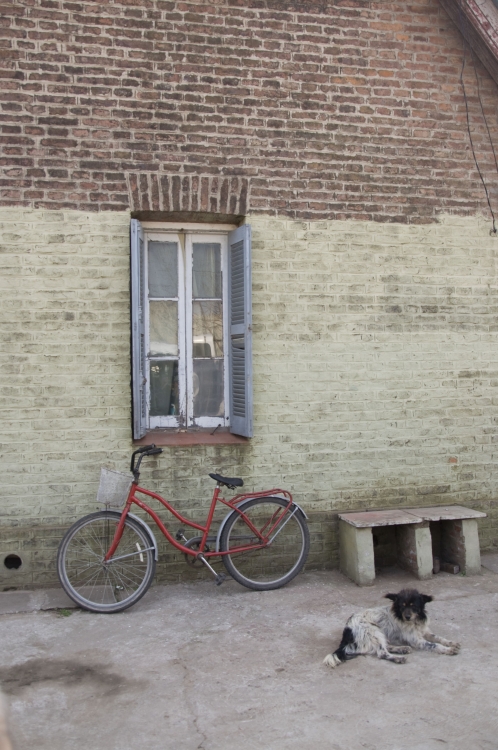 "El perro y la bici" de Martin Jaime