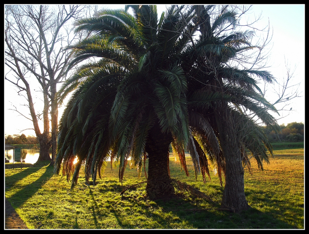 "Palmera al atardecer" de Claudio Ghianda