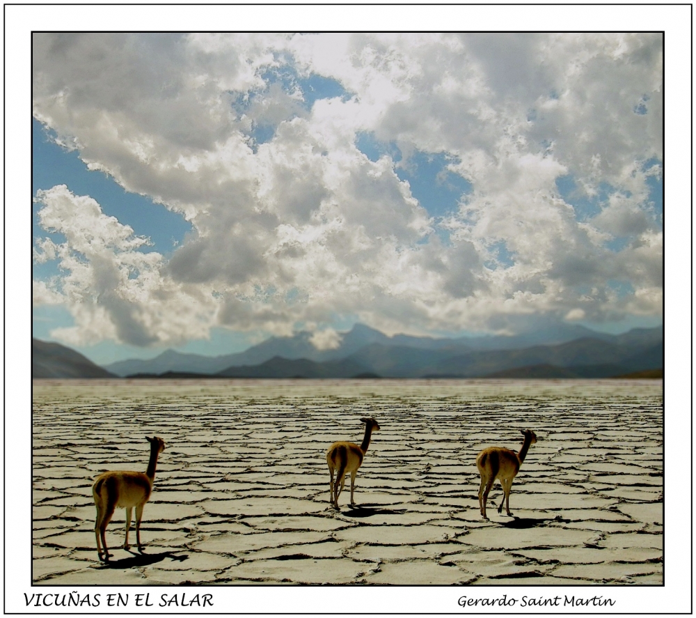 "Vicuas en el salar" de Gerardo Saint Martn