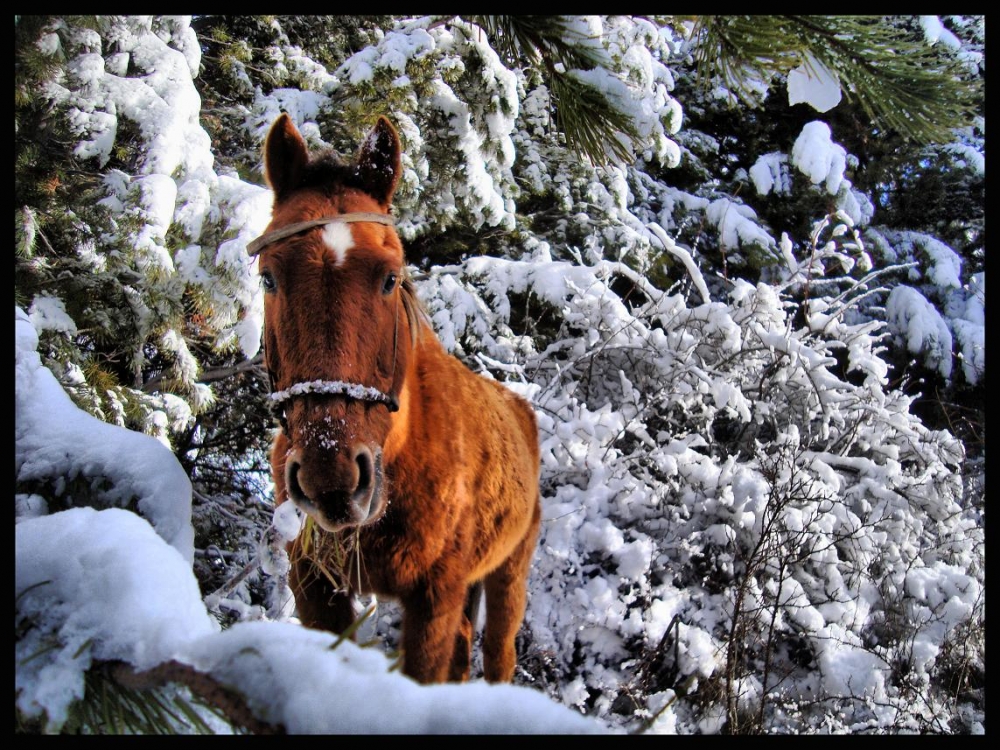 "PASTANDO ENTRE LA NIEVE" de Paola Segade