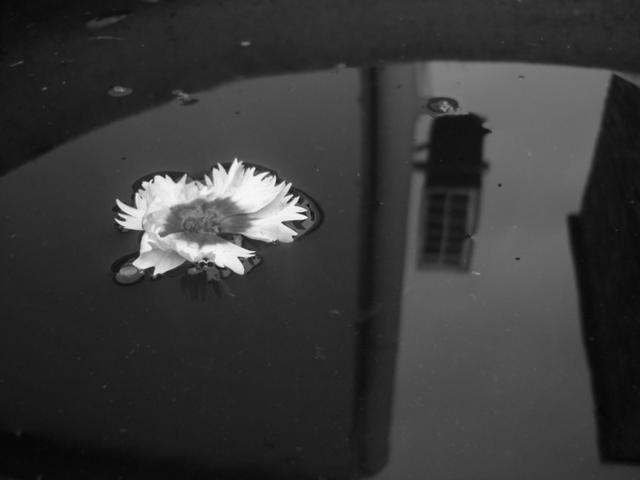 "flor" de Paula Rossetti