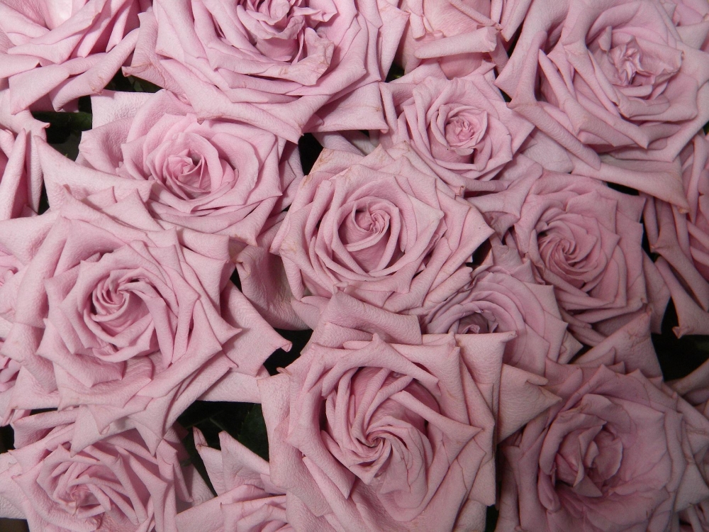 "rosas lilas" de Marcelo Sergio Gonzalez