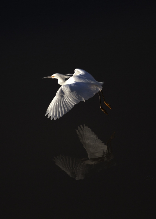 "egretes alba" de Ruben Sergio Cargnelutti