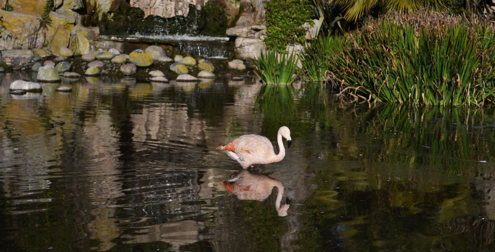 "disfrutando la tranquilidad de las aguas" de Adriana Elizalde