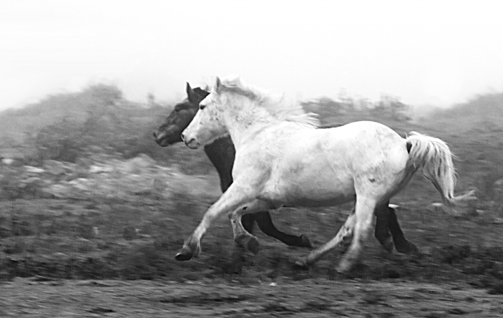 "danza en la niebla" de Edith Polverini