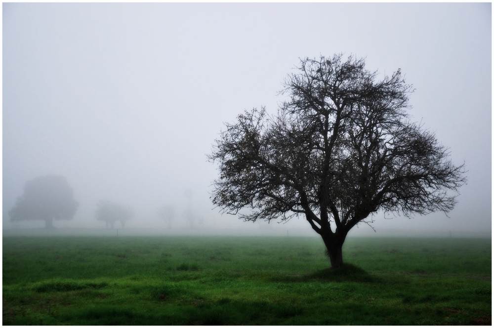 "Maana de Niebla" de Julio Strauch