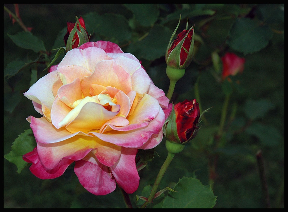 "`Rosas`" de Mascarenhas Cmara. Juan de Brito