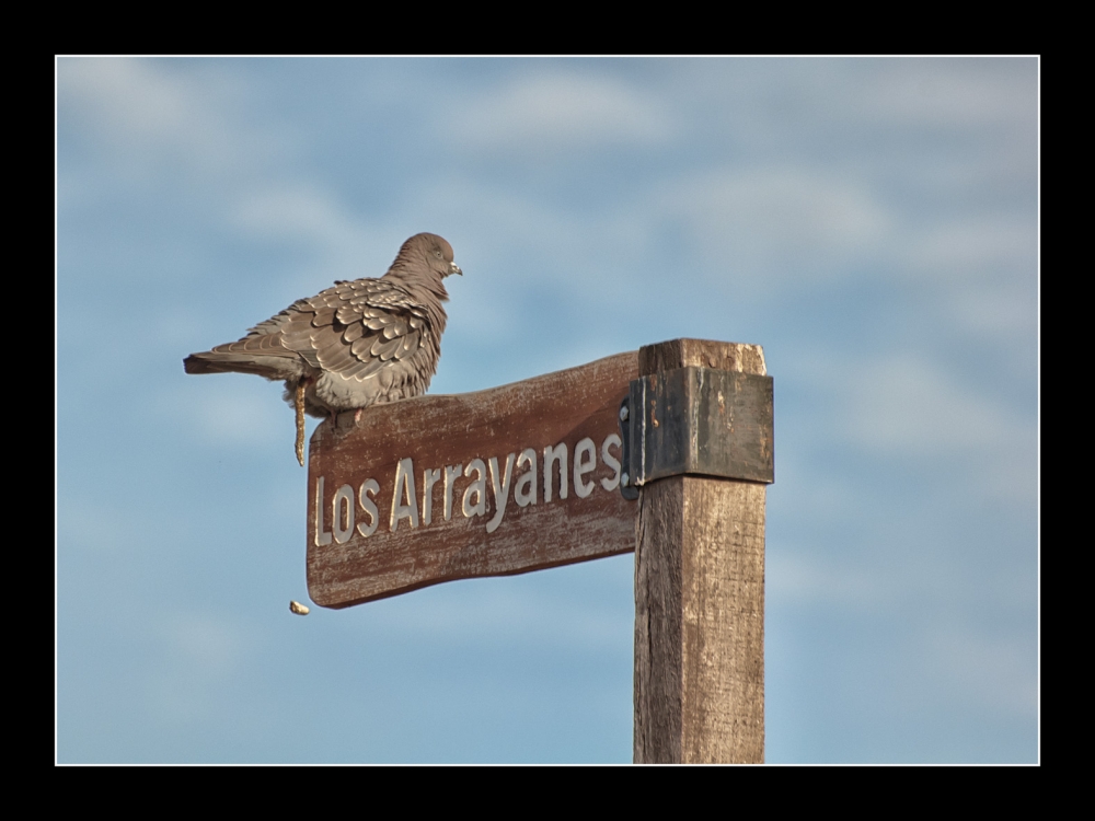 "cosa de palomas" de Jose Luis Anania