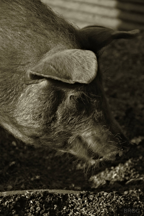 "chancho en la sombra2" de Benjamn Ricardo Olivares Capelle