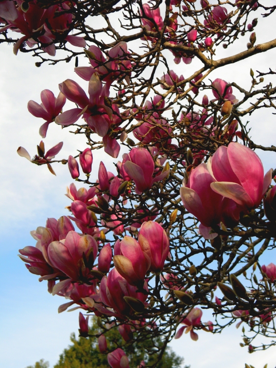 "Magnolia Soulangiana" de Germn Porten