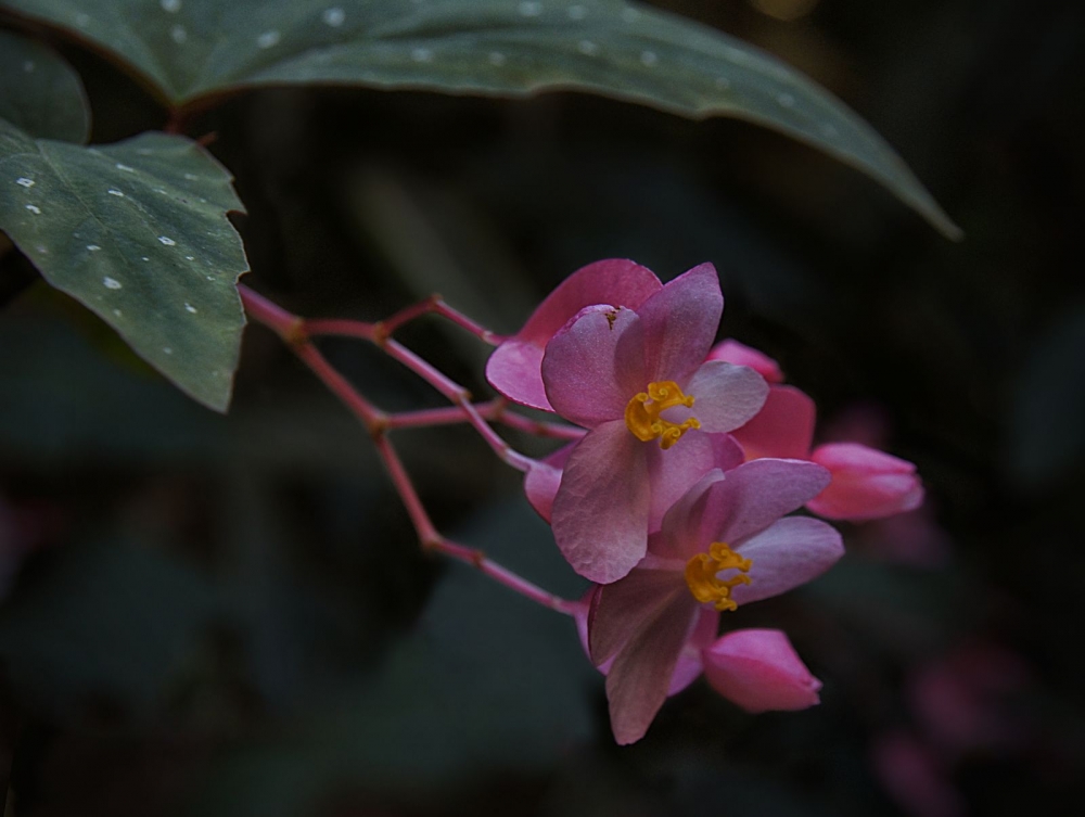 "Flor de azucar" de Hugo Lorenzo