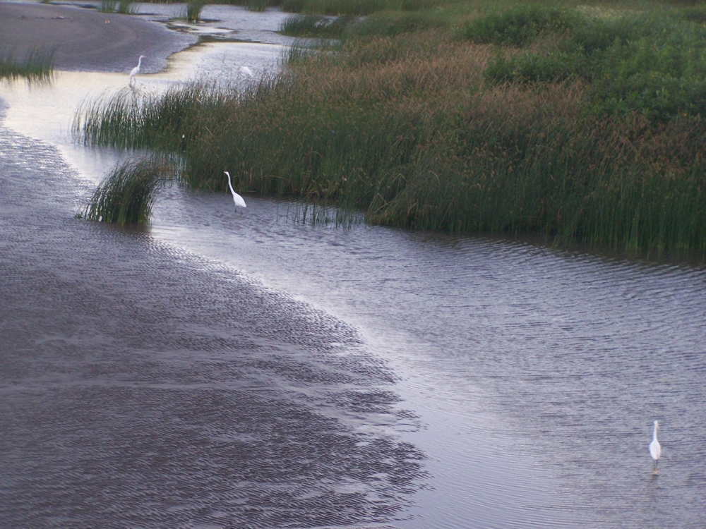 "Aves paseando por Punta Lara" de Jos Luis Mansur