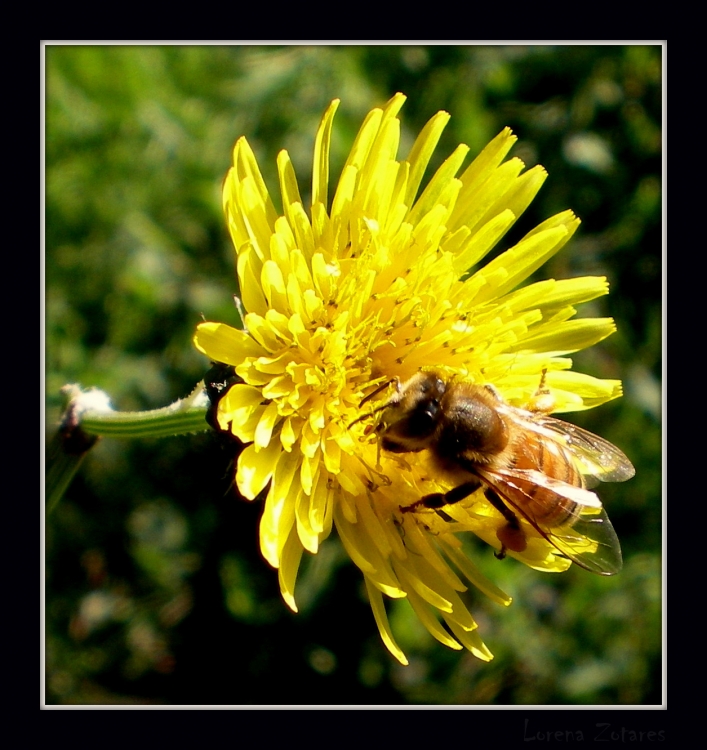 "Abeja y Flor" de Lorena Zotares