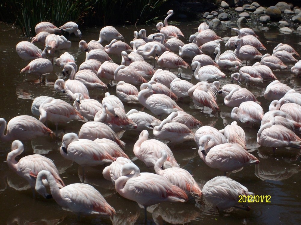 "aves en paz" de Fernando Hammar