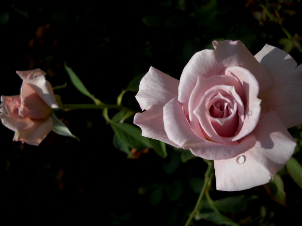 "La Rosa del Invierno !" de Beatriz Benger