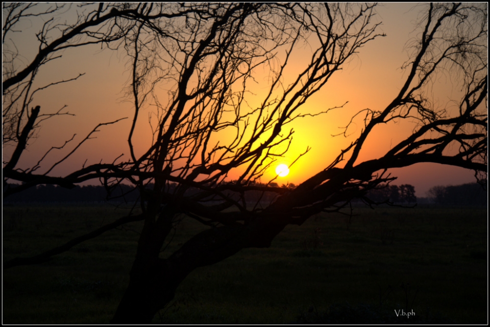 "El sol en la rama" de Viviana Braga