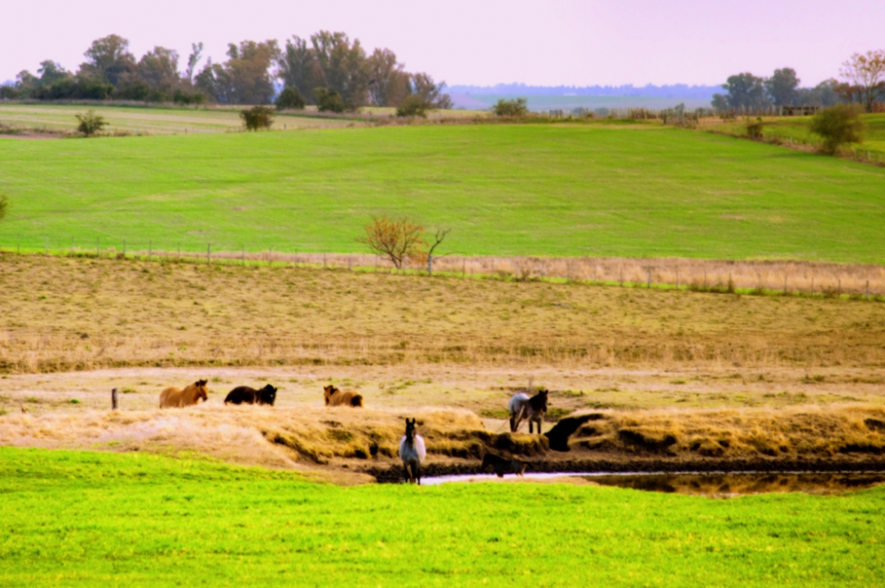 "Campo(Efecto Orton)" de Ricardo H. Molinelli