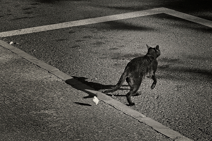 "Tropec con una piedra y espant a un gato." de Francisco Jos Cerd Ortiz
