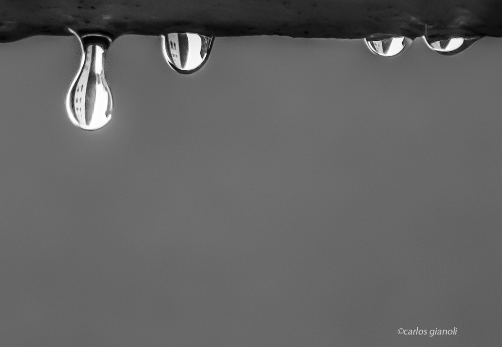 "Gotas de lluvia" de Carlos Gianoli