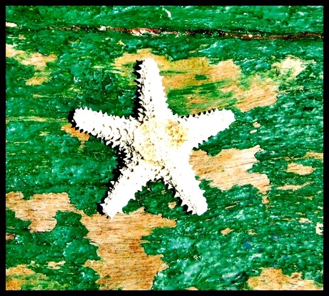 "Estrela do mar" de Valeria Montrfano