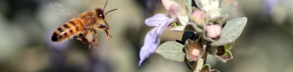 "Por fin una flor" de Titi Noseda