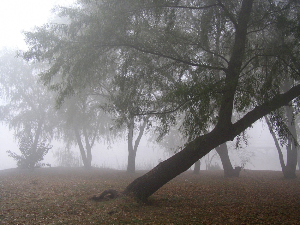 "Perdidos en la niebla !!" de Alberto Matteo