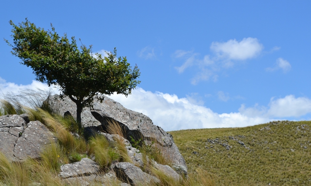 "Entre piedras" de Edith M. A. Marin