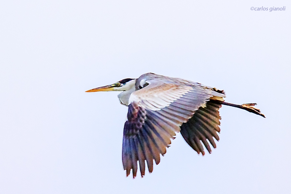 "Volando" de Carlos Gianoli