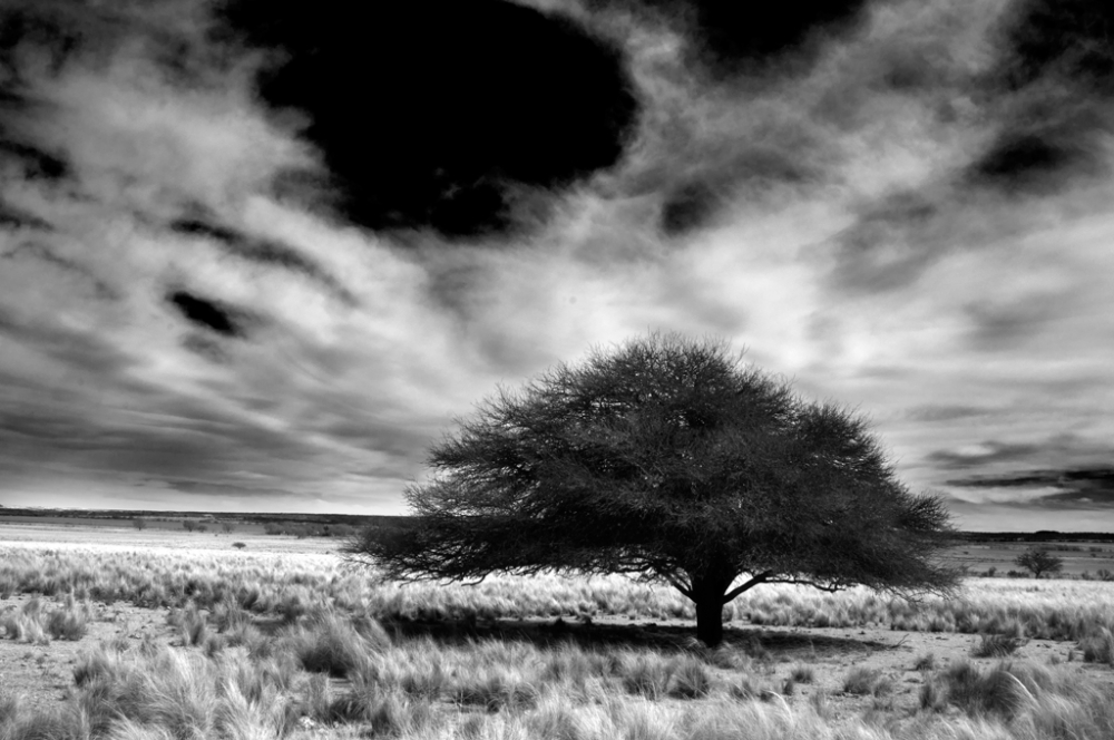 "El Arbol" de Sergio Marcelo Redondo