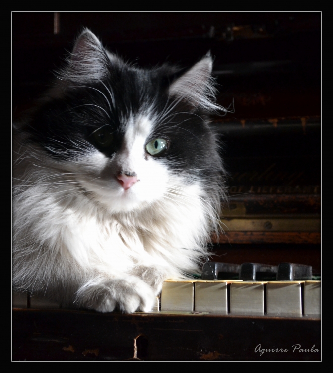 "El gato en el piano" de Paula Aguirre