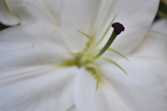 "Blanca flor" de Jesica Glas