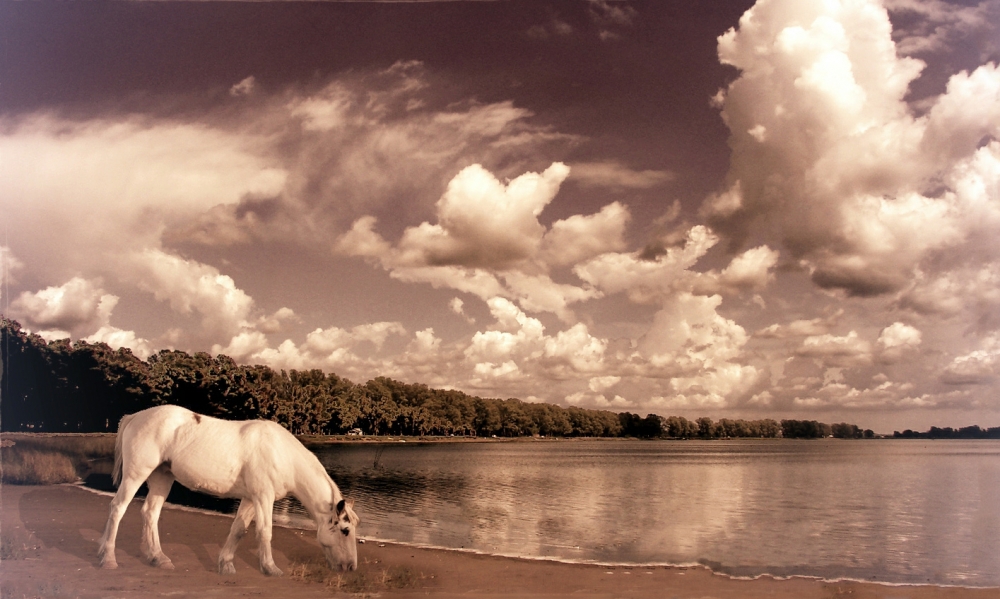 "fantasia del caballo blanco: al borde de la laguna" de Edith Polverini