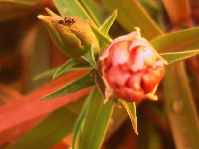"La flor y la hormiga" de Paula Rossetti