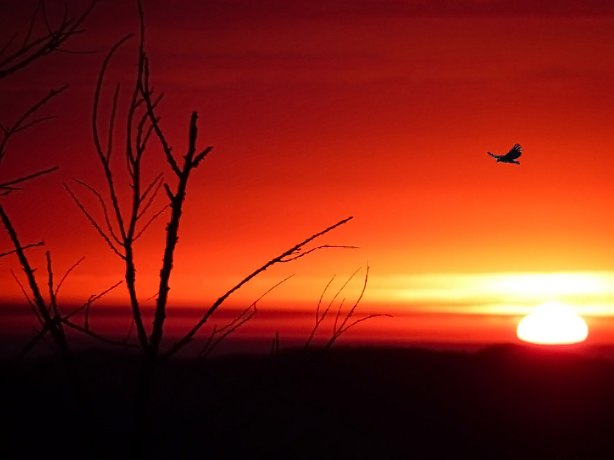 "Amanecer del condor" de Miguel Menegotto