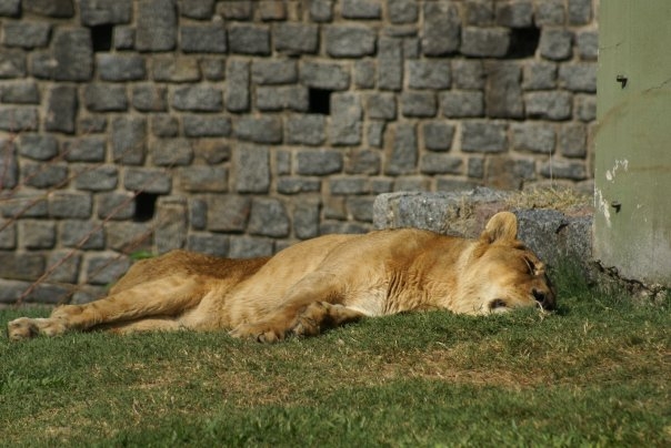 "siesta..!!" de Mercedes. Sciancalepore