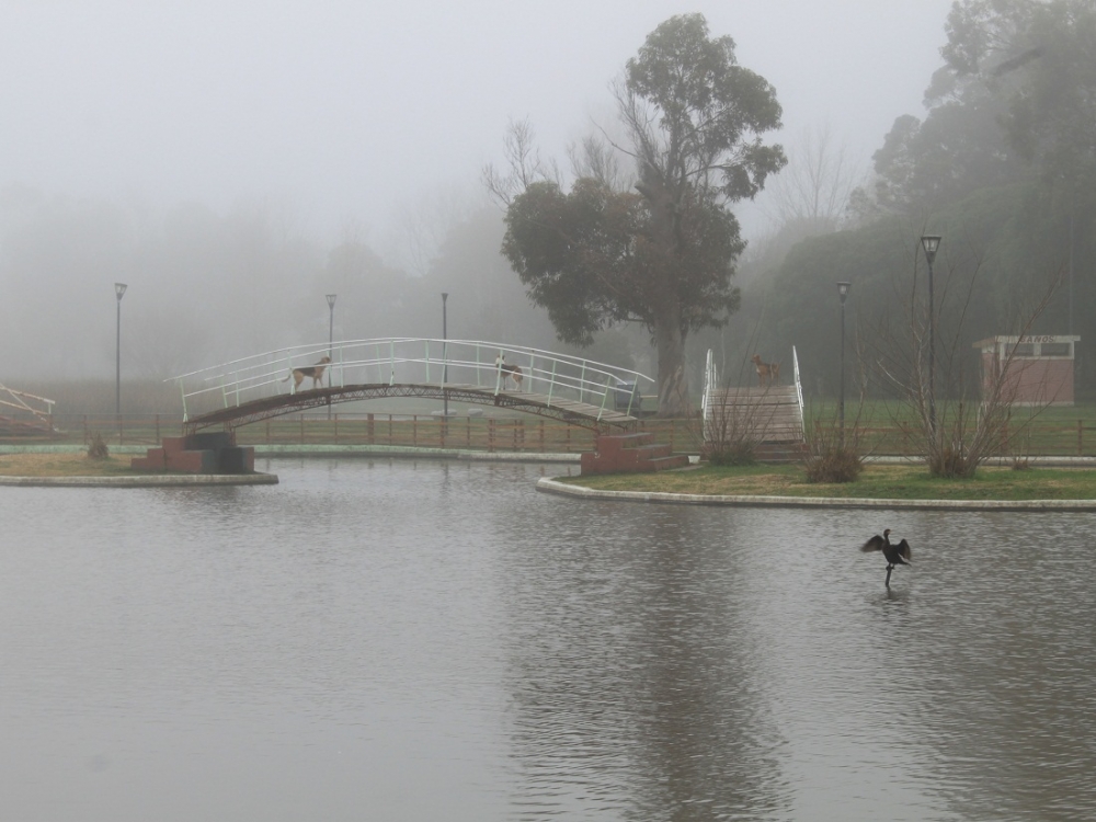 "Niebla en el parque." de Roberto Velazquez