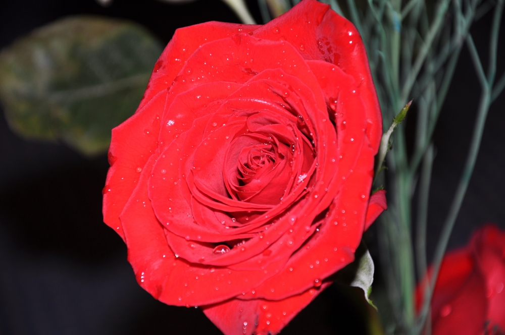 "Te llegara una Rosa!!" de Monica Casso