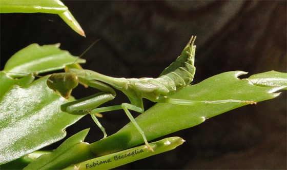 "Mantis religiosa" de Fabiana Beccaglia