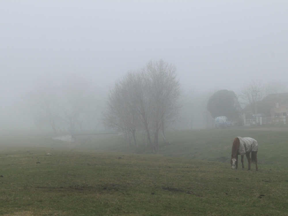 "Pastando bajo la niebla." de Roberto Velazquez