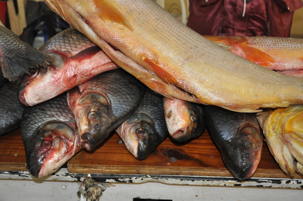 "pescados recien pescados..." de Jose Alberto Vicente