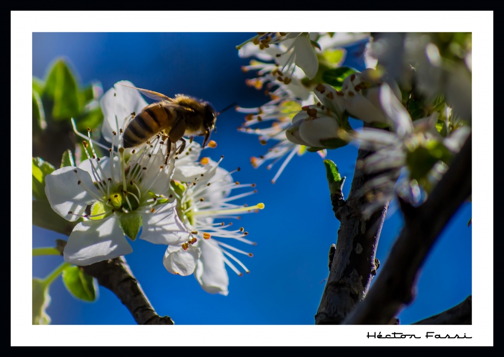 "Anticipando la Primavera" de Hctor Fassi