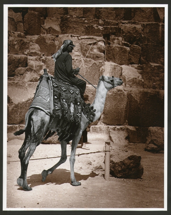 "Vigilando sobre el camello" de Viviana Tokatlian