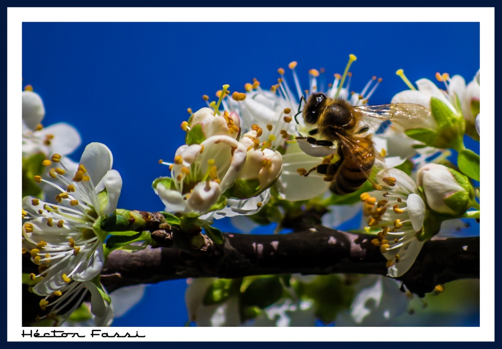 "Anticipando la Primavera (II)" de Hctor Fassi